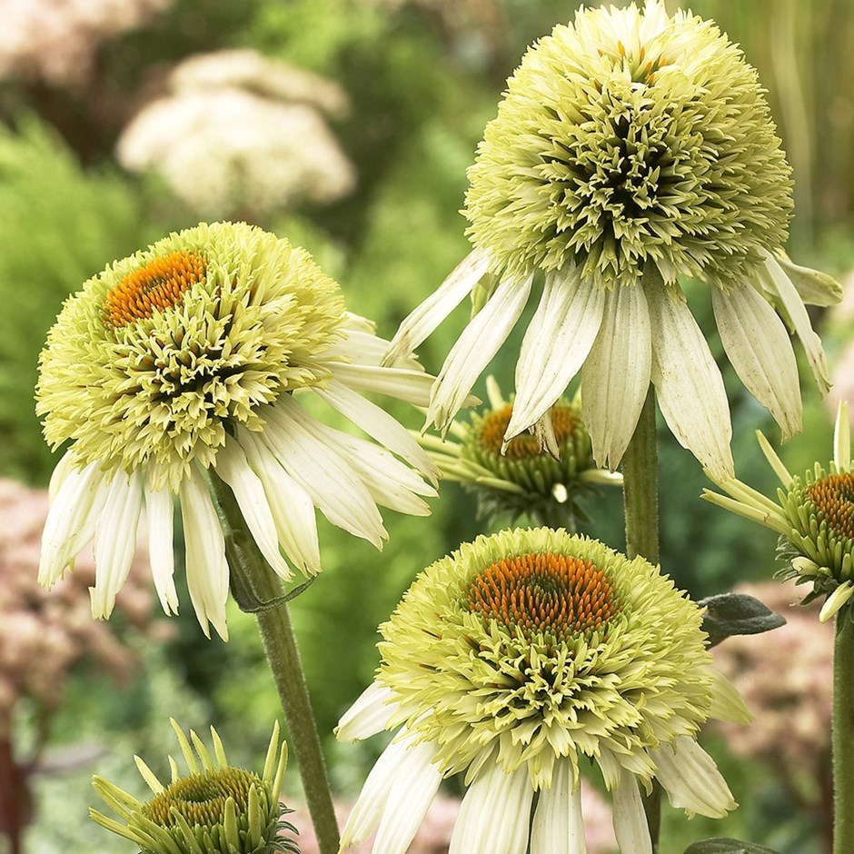 Echinacea purpurea 'Coconut Lime'